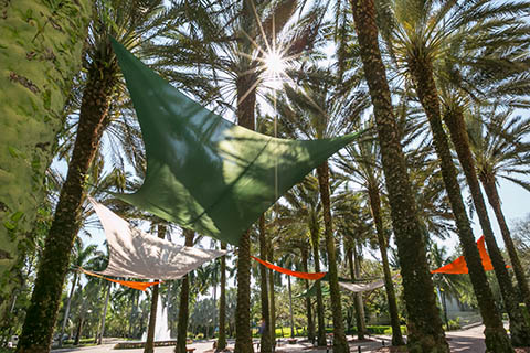 This is a photograph of green and orange hammocks suspended between palm trees on the University of Miami Coral Gables campus.