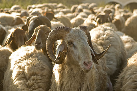 This is a stock photo. An Israeli ram with its flock.