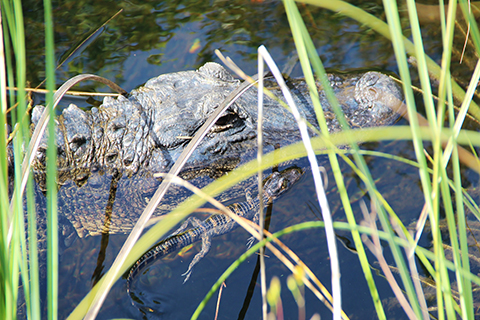 This is a photo of an alligator swimming alongside it's young.