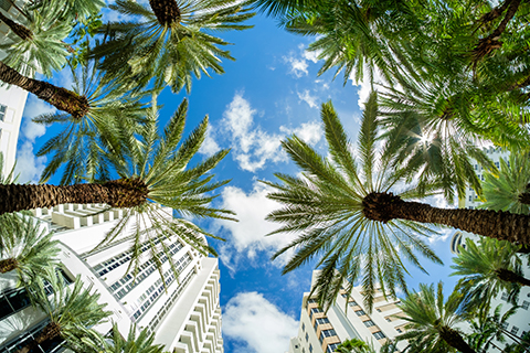 This is a stock photo. Palm trees and apartment buildings in the Brickell neighborhood of downtown Miami, Florida.